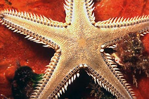 Stella marina (Astropecten platyacanthus)