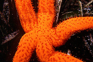 Stella rossa (Echinaster sepositus)
