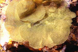 Trina di mare (Reteporella grimaldii)