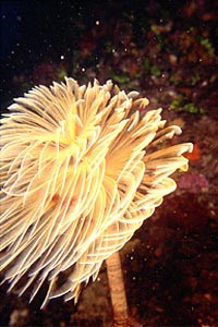 Spirografo (Sabella spallanzanii)