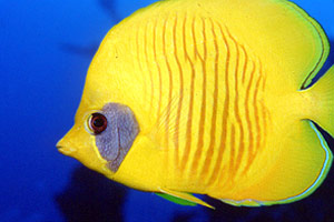 Pesce farfalla semimascherato (Chaetodon semilarvatus)