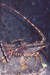 Aragosta (Palinurus elephas)