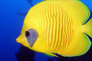 Pesce farfalla semimascherato (Chaetodon semilarvatus)