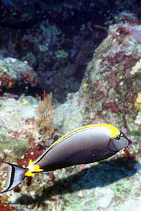 Pesce chirurgo (Naso lituratus)
