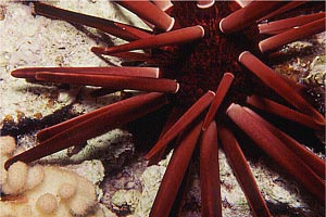 Riccio matita ardesia (Heterocentrotus mammillatus)
