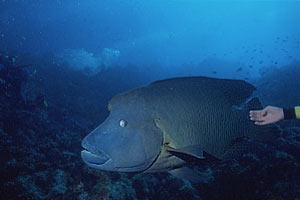 Pesce napoleone (Cheilinus undulatus)