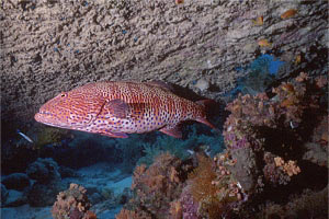 Cernia tropicale maculata (Plectropomus pessuliferus)