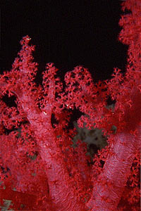 Alcionario rosa (Dendronephthya hemprichi)