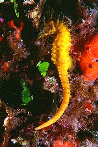 Cavalluccio marino (Hippocampus guttulatus)