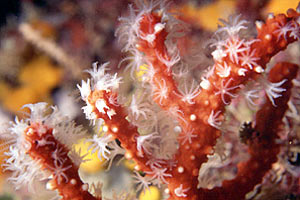 Corallo rosso (Corallium rubrum)