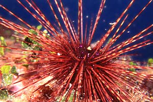 Riccio diadema (Centrostephanus longispinus)