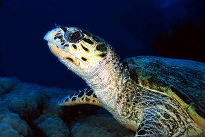 Tartaruga (Eretmochelys imbricata)