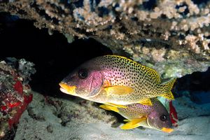 Gaterino tropicale (Plectorhinchus gaterinus)