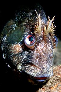 Bavosa ruggine (Parablennius gattorugine)