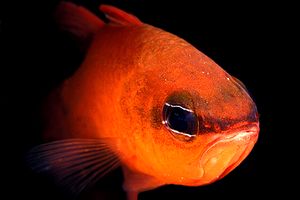 Re di triglie (Apogon imberbis)