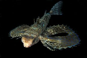 Pesce civetta (Dactylopterus volitans)