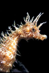 Cavalluccio marino (Hippocampus guttulatus)