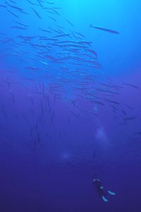 Barracuda (Sphyraena sphyraena)