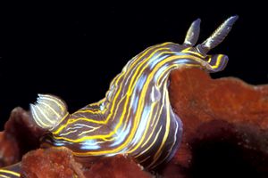 Doride di villafranca (Hypselodoris villafranca)