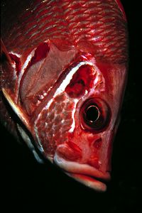 Pesce scoiattolo spinoso (Sargocentron spiniferum)