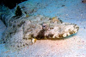 Pesce coccodrillo (Papilloculiceps longiceps)