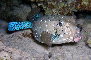 Pesce scatola a coda blu (Ostracion cyanurus)