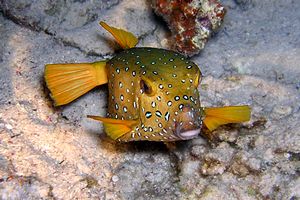 Pesce scatola cubo (Ostracion cubicus)