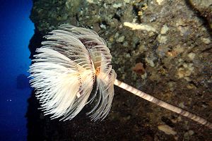 Spirografo (Sabella spallanzanii)