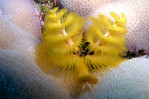 Anellide albero di natale (Spirobranchus giganteus)