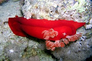 Ballerina spagnola (Hexabranchus sanguineus)