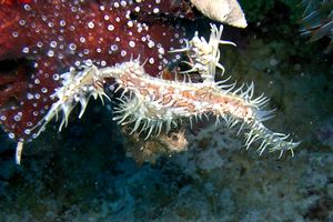 Pesce ago fantasma (Solenostomus n.d.)