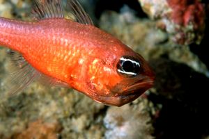 Re di triglie (Apogon imberbis)