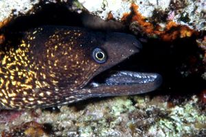 Murena (Muraena helena)