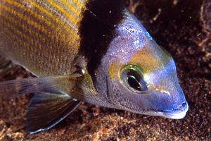 Sarago fasciato (Diplodus vulgaris)