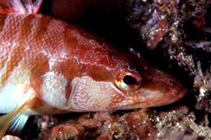 Sciarrano (Serranus scriba)