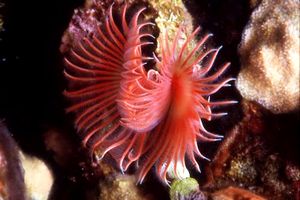 Serpula (Serpula vermicularis)