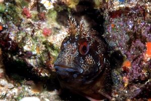 Bavosa ruggine (Parablennius gattorugine)