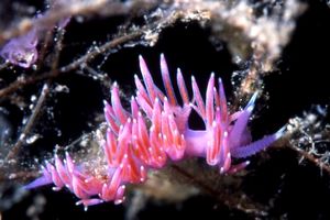 Flabellina rosa (Flabellina affinis)