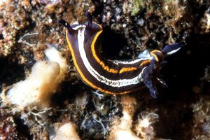 Doride di Fontandrau (Hypselodoris fontandraui)