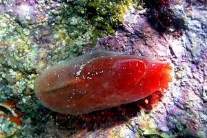 Patata di mare (Halocynthia papillosa)