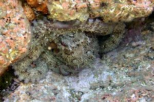 Polpo comune (Octopus vulgaris)