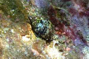 Pisania (Pisania striata)
