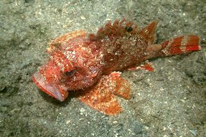 Scorfanotto (Scorpaena notata)