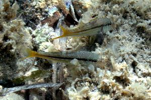 Triglia di scoglio (Mullus surmuletus)