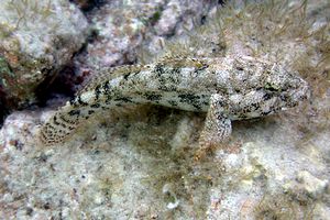 Ghiozzo testone (Gobius cobitis)