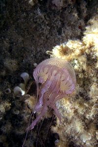 Medusa luminosa (Pelagia noctiluca)