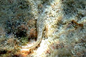 Bavosa sanguigna (Blennius sanguinolentus)