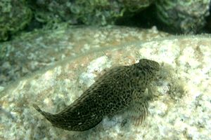 Bavosa sanguigna (Blennius sanguinolentus)