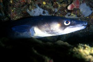 Grongo (Conger conger)