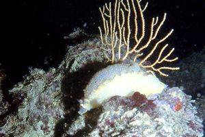 Doride dipinto (Hypselodoris picta)